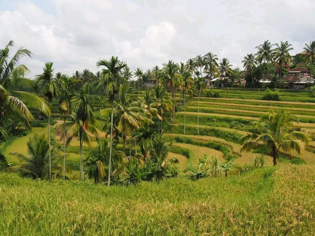Tereng Wilis Bungalows 테테바투 외부 사진